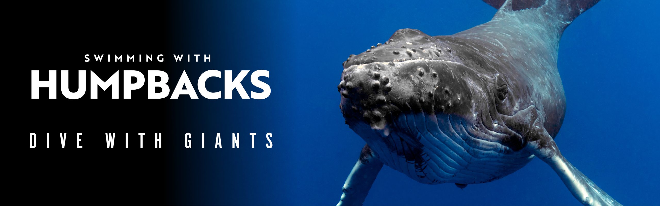 Immotion_Humpbacks_WebHeaders-2_2024
