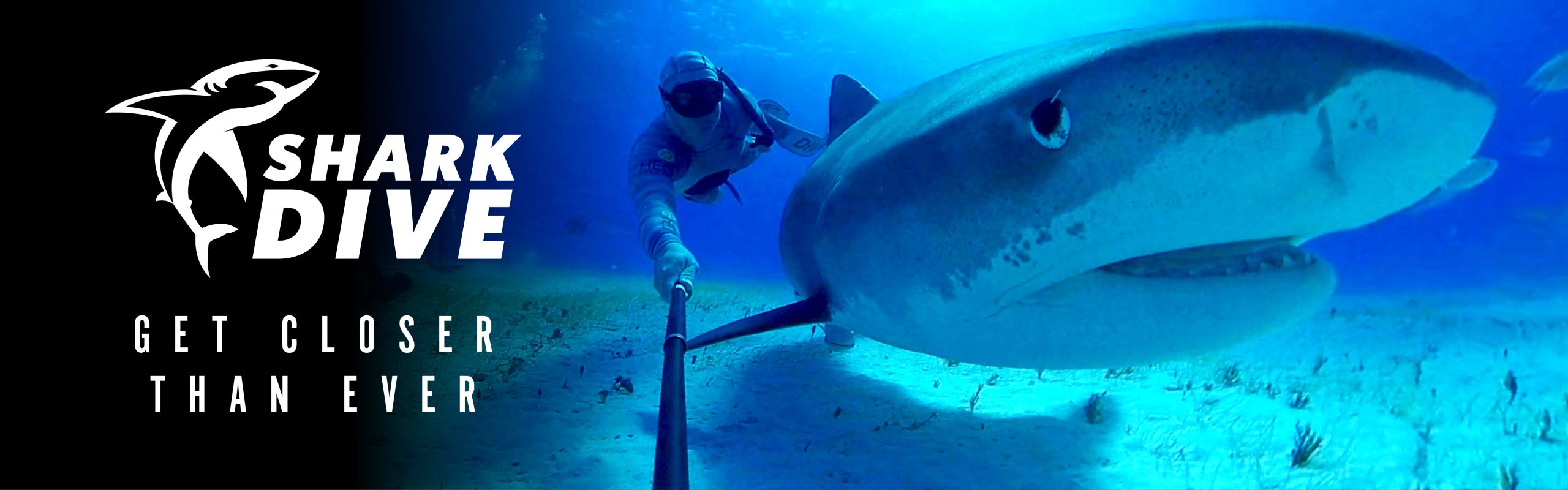 Immotion_Shark_WebHeaders-1_2024