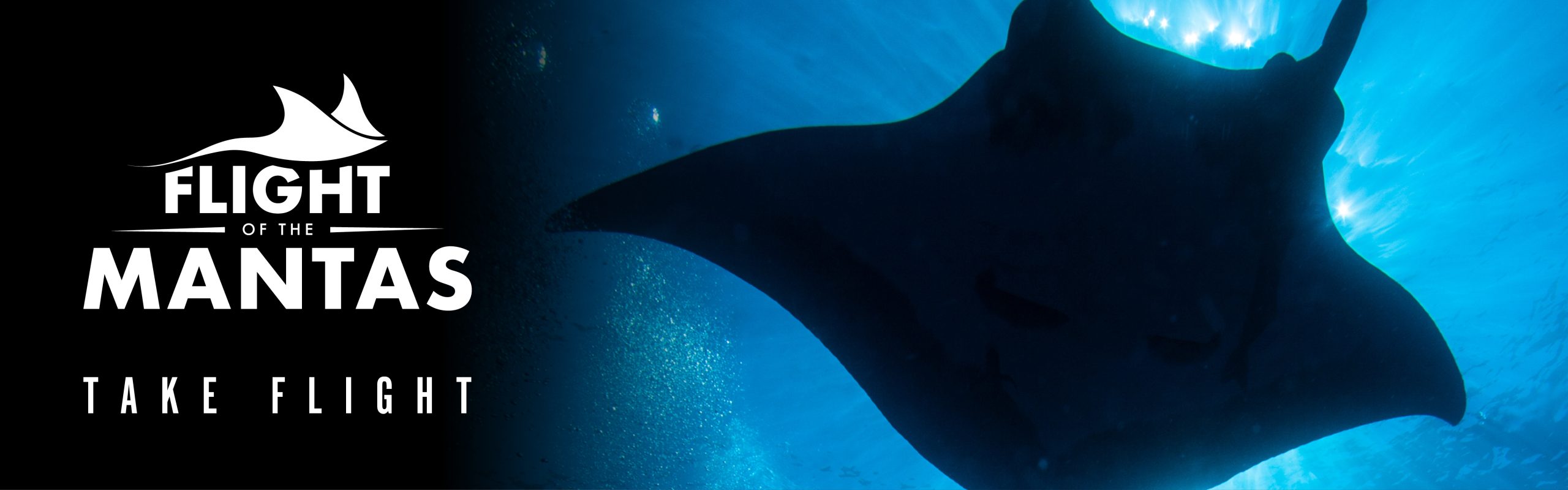 Immotion_Mantas_WebHeaders-1_2024