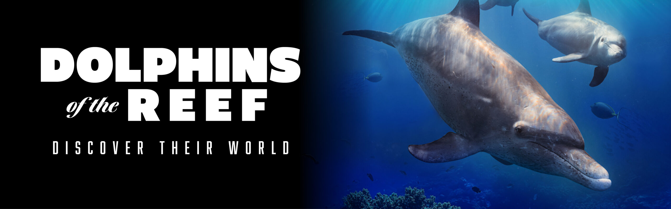 DOLPHINS OF THE REEF - ENGLISH - WEBSITE HERO HEADER - 1280 x 400