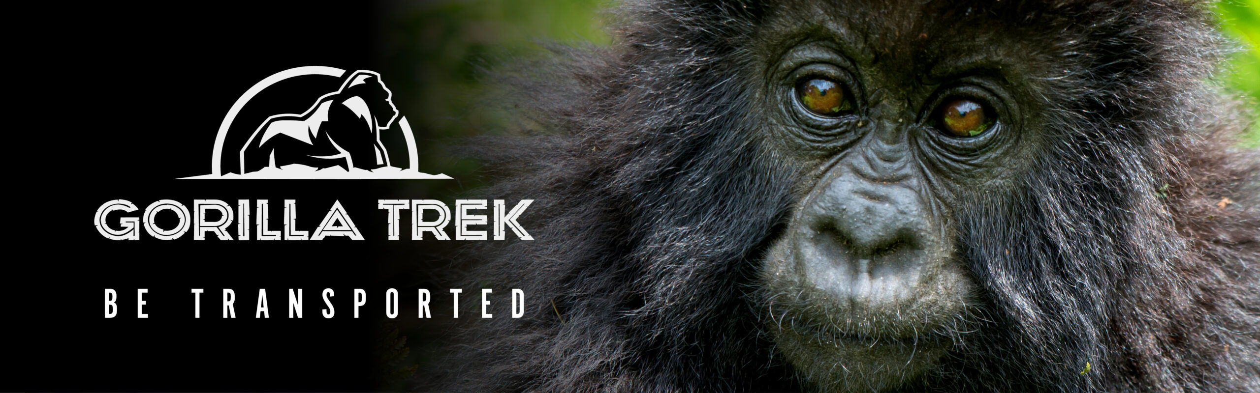 GORILLA TREK - ENGLISH - WEBSITE HERO HEADER - 1280 x 400 - 2
