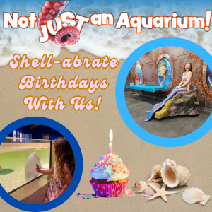 Birthday Pop up