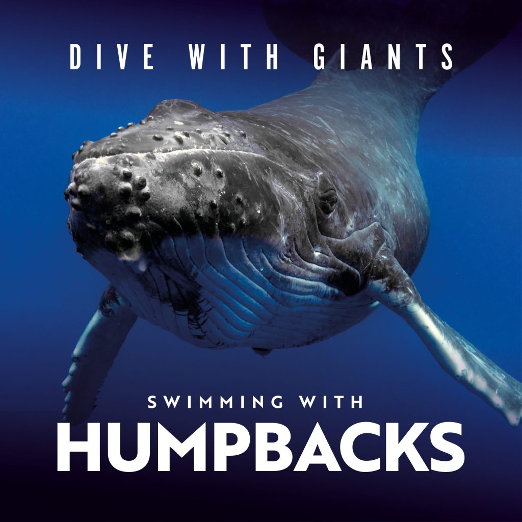 Immotion_Humpbacks_SocialGraphic-6_2024