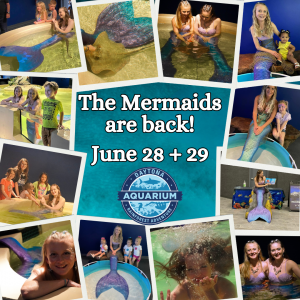 Mermaid Pop-up