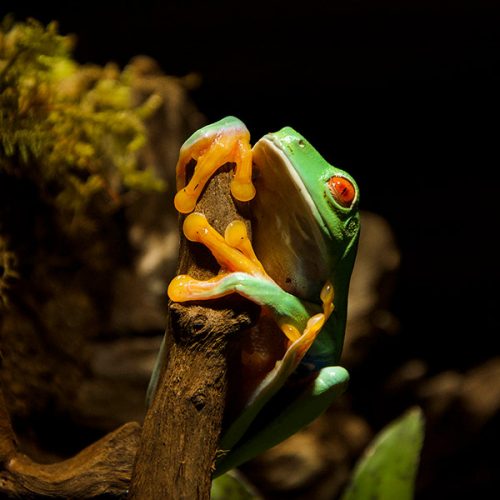 reptile-den-frop-school-trip